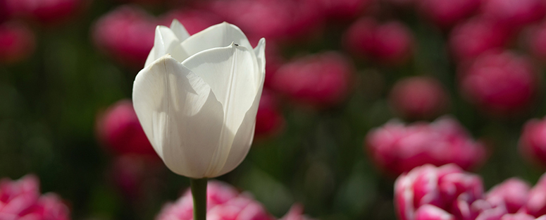 tulp